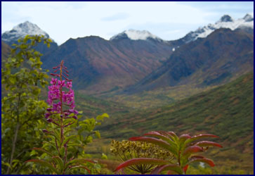  Trip Report and photos from Phyllis Dawson's travels in Alaska, 2008.  Go to the Home page to learn about her Virginia Eventing horse farm, Windchase.