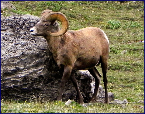 On Wilcox Pass, Alberta, Canada