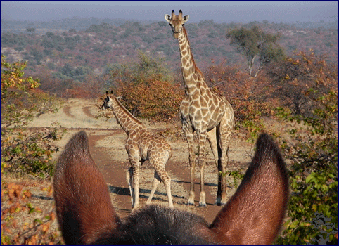 With the Limpopo Valley Horse Safaris.