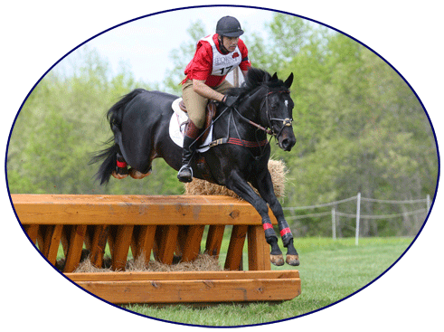 Orujo de la Galerna, owned and ridden by Pedro Gutierrez.  Thoroughbred stallion offered at stud at Phyllis Dawson's Eventing farm, Windchase.