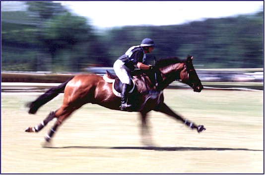 Photos of Star Bright, by I'm a Star, ridden by Phyllis Dawson.  Phyllis's Virginia Eventing farm, Windchase, offers Event horses for sale, boarding, training, working students, and breeding to Irish Sport Horse stallion Brandenburg's Windstar.  