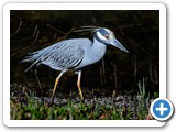 Night Heron