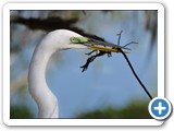 Great Egret