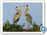 Great Blue Herons