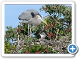 Great Blue Herons