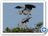 Great Blue Herons