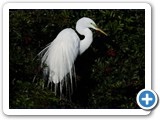 Egret