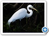 Egret