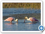 Spoonbills