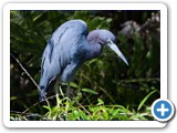 Little Blue Heron