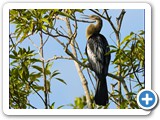 Anhinga