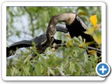 Anhinga