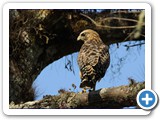 Red-shouldered Hawk