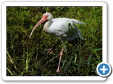 Ibis