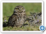 Burrowing Owl