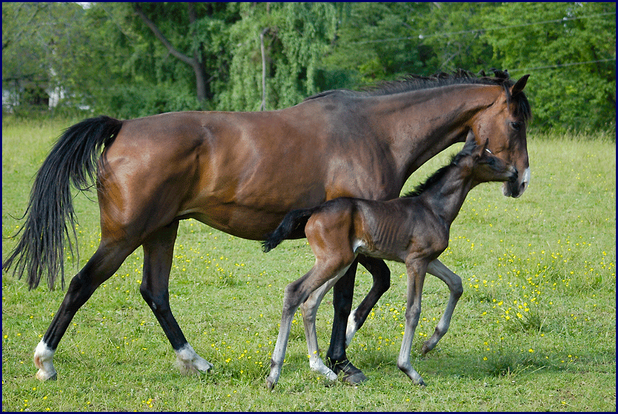 Photos of horses taken by Phyllis Dawson, at her Eventing horse farm, Windchase.  