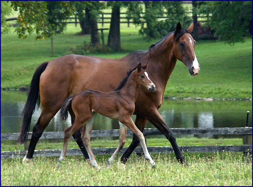 Photos of horses taken by Phyllis Dawson, at her Eventing horse farm, Windchase.  